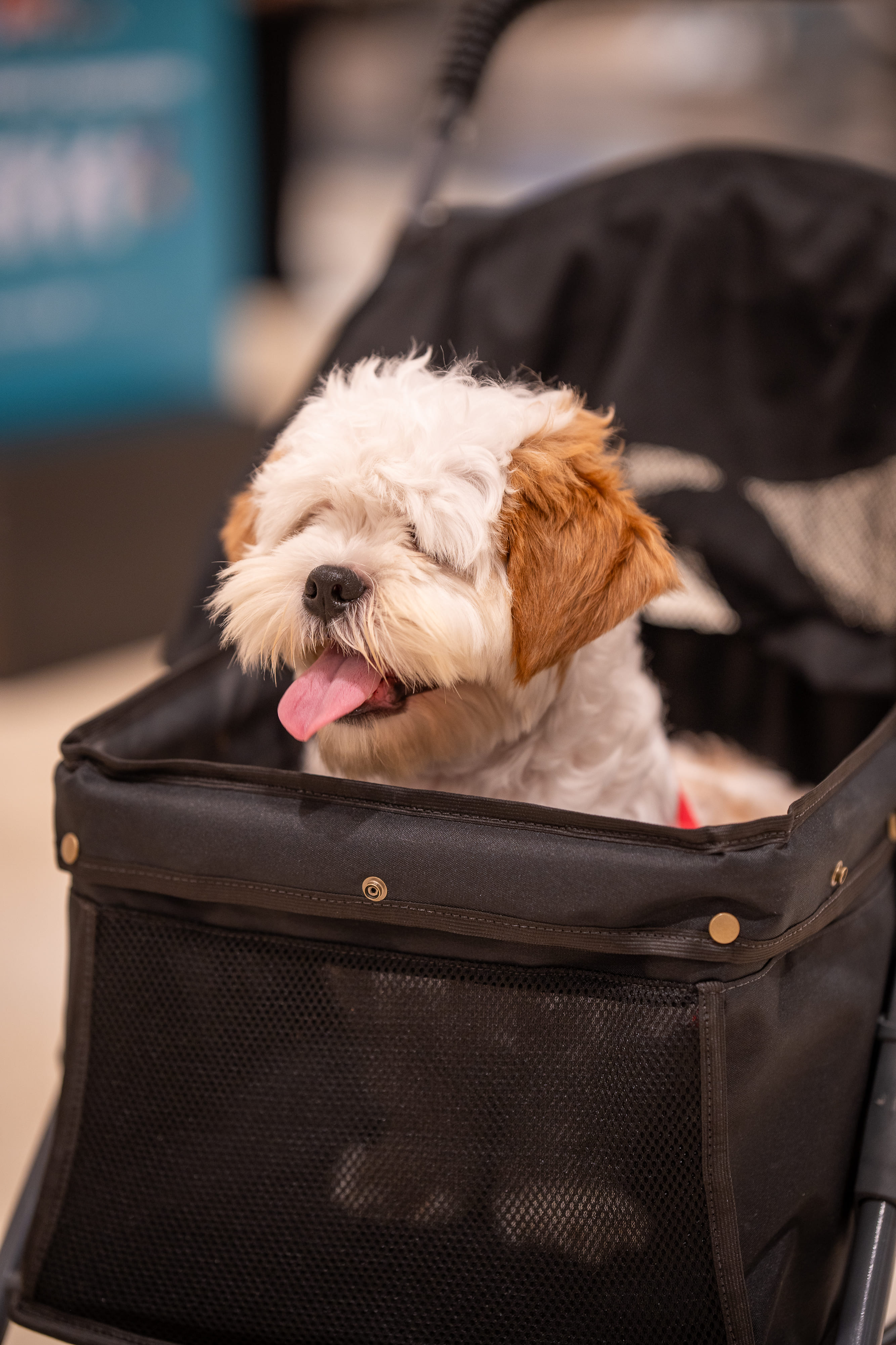 IDS-PSS-pets-28 _1_.jpg